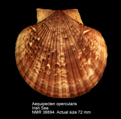 Aequipecten opercularis (4).jpg - Aequipecten opercularis(Linnaeus,1758)